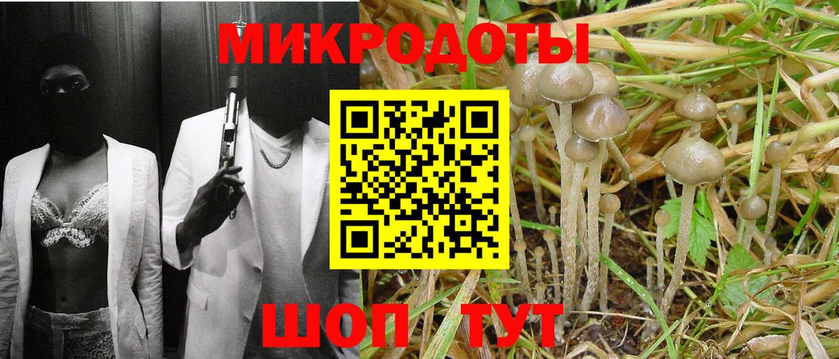 Псилоцибиновые грибы Psilocybe Пенза
